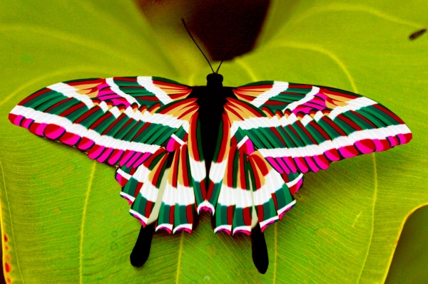 Creation of Colorful butterfly....: Step 17